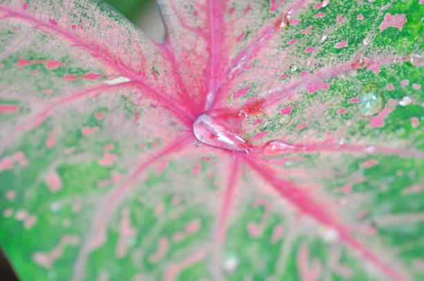 Caladium, Caladium Bicolor Vent or Caladium bicolor and rain drop or dew drop
