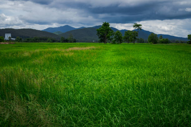 Rice field , Nature is always beautiful