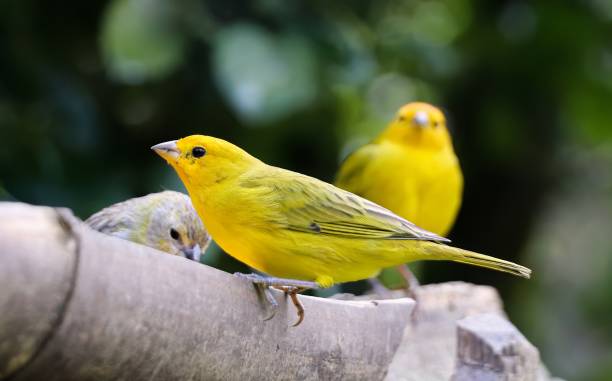 istock True canary or land canary (Sicalis flaveola) 2166956698