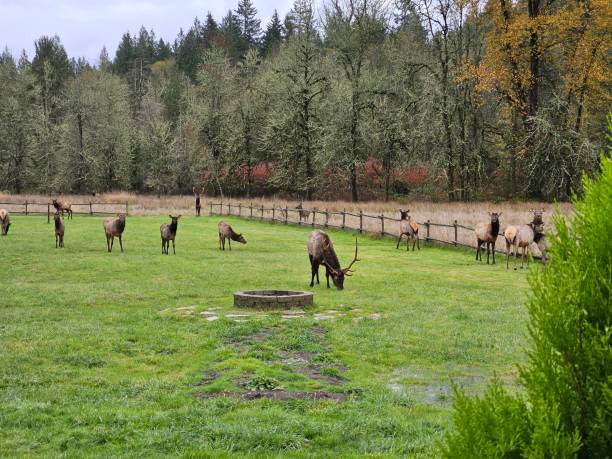istock Dozen of Elk 2166956975