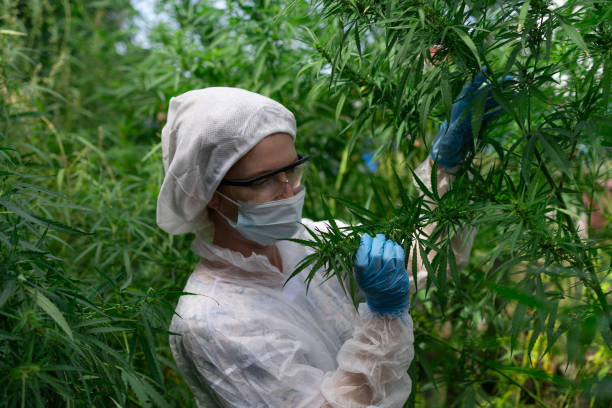 istock An Expert is Cultivating HighQuality Cannabis While Wearing Protective Gear for Safety 2166958366