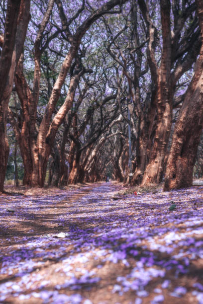 istock the jacaranda avenue at Harare, Zimbabwe 2166958540