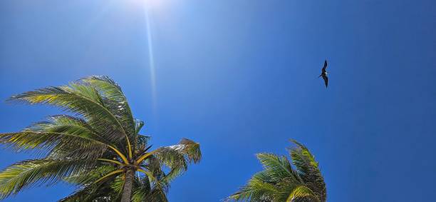 istock Beautiful tropical palm trees 2166959220