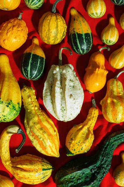 istock Pumpkins pattern, decorative diverse pumpkin, squash, patisson on red cloth background top view. Autumn, fall, halloween holiday concept. Minimal autumnal flat lay with sunlight shadows. 2166961255
