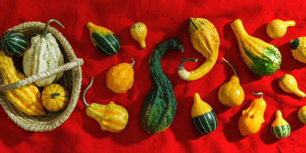 istock Pumpkins pattern, decorative diverse pumpkin, squash, patisson on red cloth, top view banner. Autumn, fall, halloween holiday concept. Minimal autumnal flat lay with sunlight shadows. 2166961257