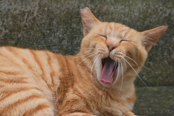 istock Cute Fukuoka Cat 2166961280