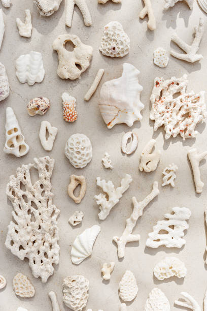istock Assorted natural Seashells and corals at sunlight, summer nature still life from shell, coral pieces arranged on grey beige background, minimal style trend vertical pattern, neutral tones, top view 2166961433