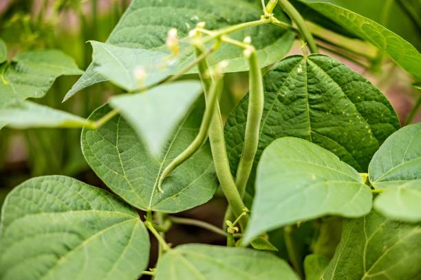 beans in the vegetable garden