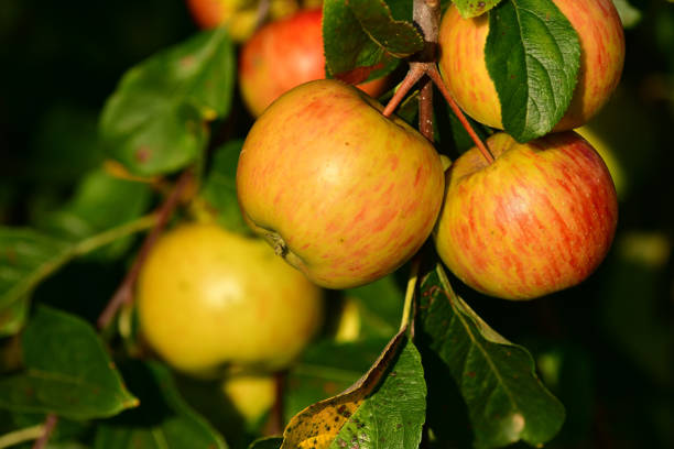 istock ripe apples on a tree in summer 2166963123