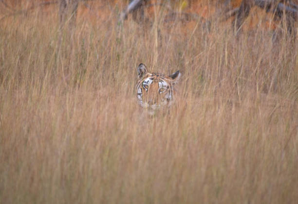 istock Tiger hiding in the tall grasses 2166963819