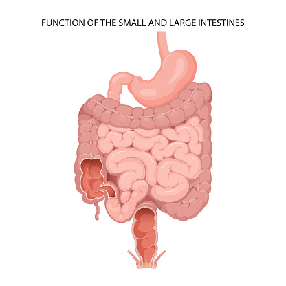 Large Intestine Example Function Of The Small And Large Intestines Stock Illustration ...