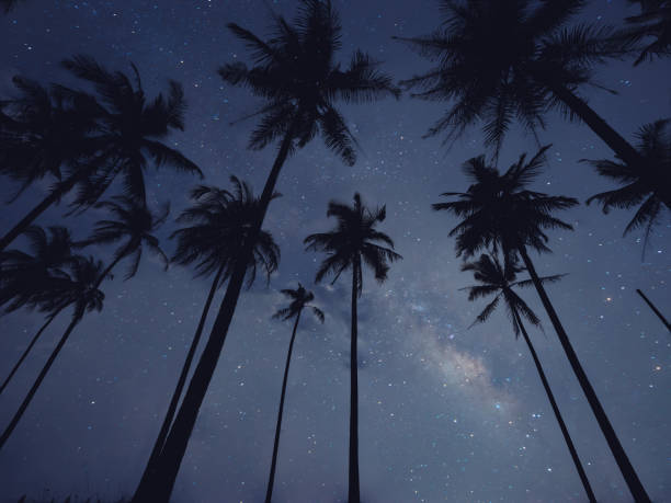 istock Fantasy landscape of palm tree on beach with milky way. 2166965558