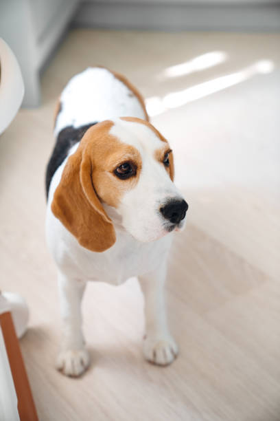 istock Cute beagle dog in the apartment. 2166966237