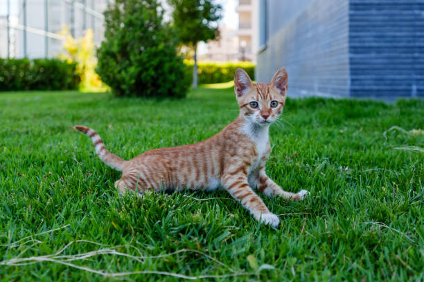 istock A blonde yellow small cat standing on green grass 2166966337