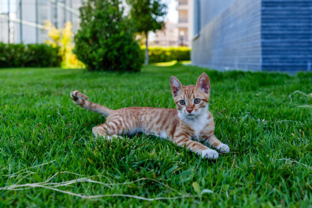 istock A blonde yellow small kitten laying on green grass 2166966403