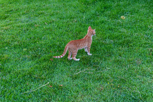 istock Small cat walking on green grass in a backyard 2166966449