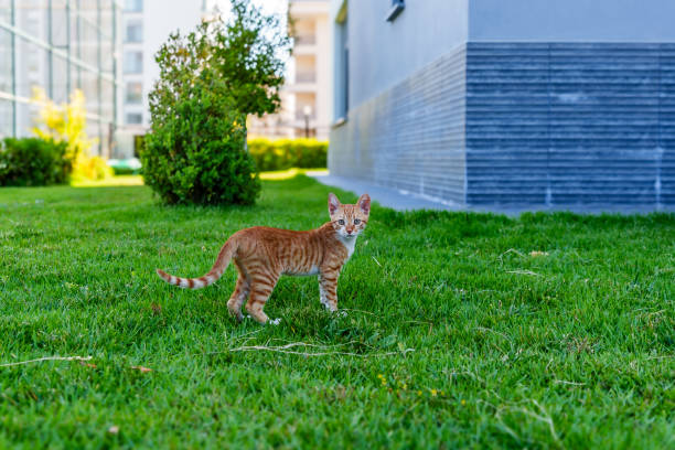 istock Small cat walking on green grass in a backyard 2166966468