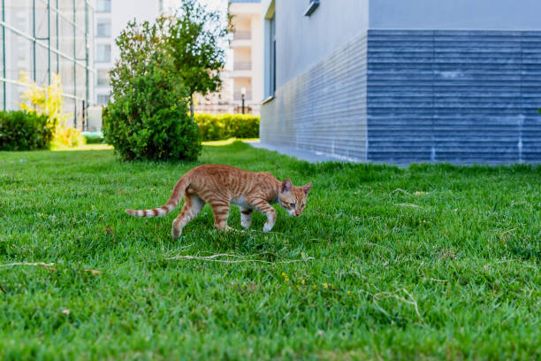 Small cat walking on green grass in a backyard