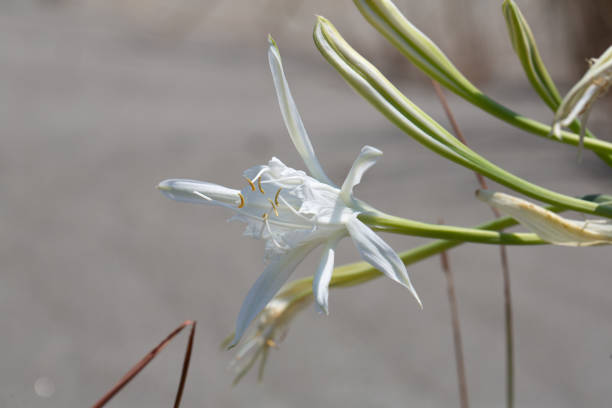 White lily flower with long green stem blooming in a garden