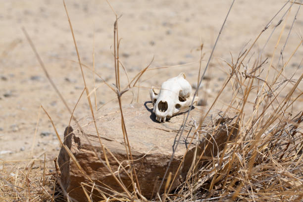Bleached white animal skull sitting on rock surrounded by dry grass in desert