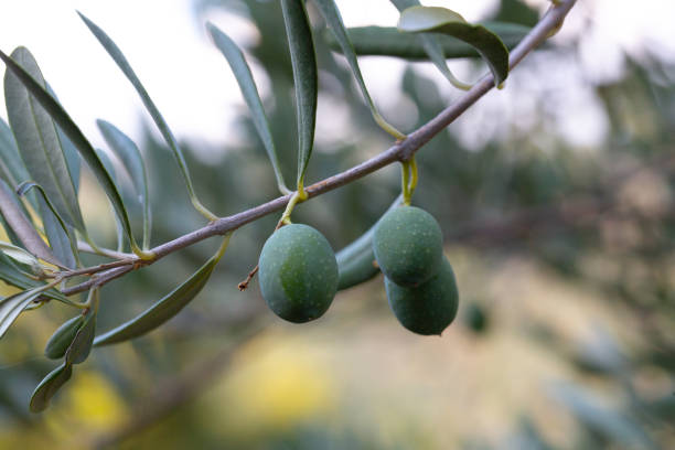 Branch of olive tree with green olives growing on a sunny day