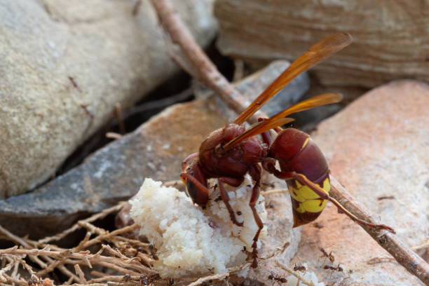istock Red wasp eating rice on rocks with ants 2166967520