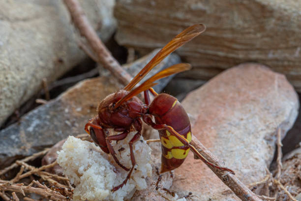istock Oriental hornet eating bread on a branch 2166967538