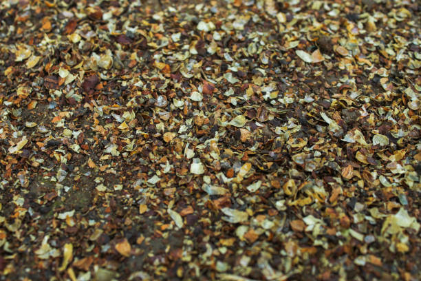 dry coffee bean shell waste on the ground