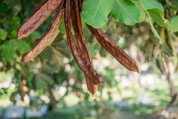 Carob pods between green foliage on a tree. closeup.
