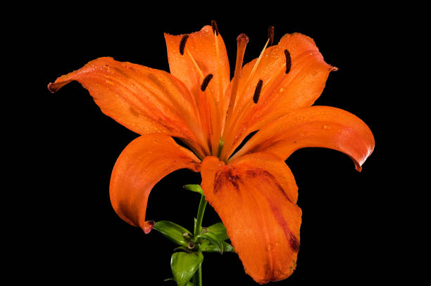 Beautiful Blooming orange Asiatic lily flower isolated on a black background. Flower head close-up.