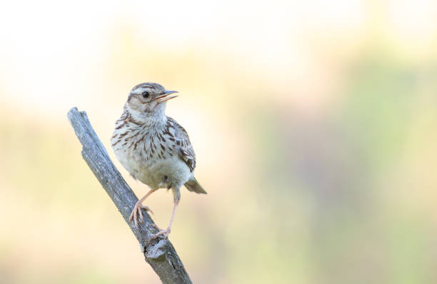 istock Woodlark, Lullula arborea. Singing bird on a beautiful blurred background 2166973371