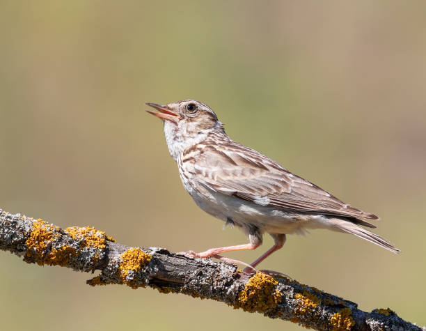 istock Woodlark, Lullula arborea. Singing bird on a beautiful blurred background 2166973381