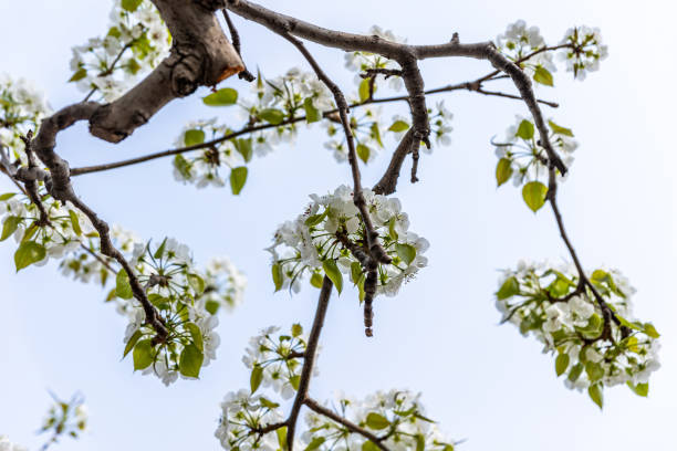 White pear flowers blooming on a branch in spring