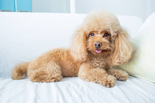 istock cute dog resting in livingroom 2166974120