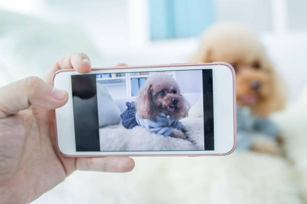 istock host taking photo for cute dog 2166974188