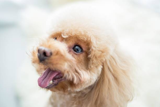 istock A fluffy brown toy poodle with blue eyes 2166974330