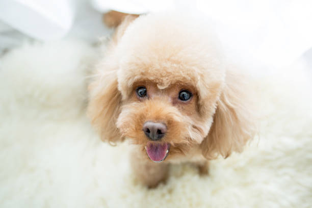 cute dog playing in livingroom
