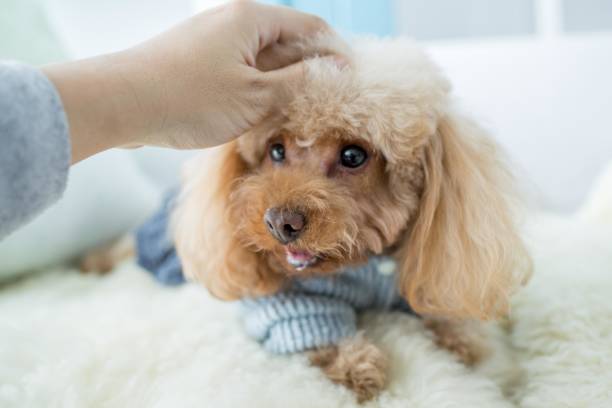 istock A person petting a poodle 2166974431
