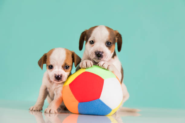 Portrait of the puppy dogs