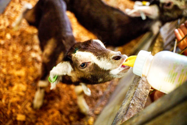 bottle feeding baby goats