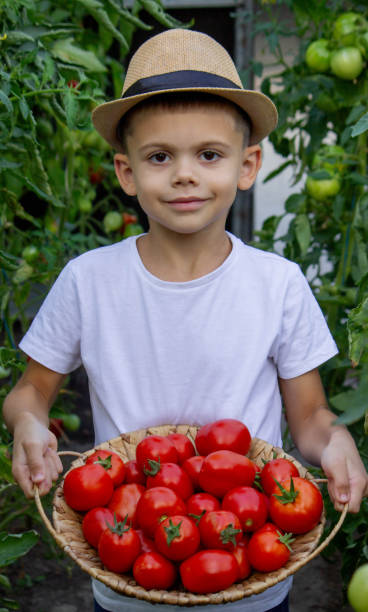 istock boy with tomatoes in the garden, ecological product. Selective focus 2166975262