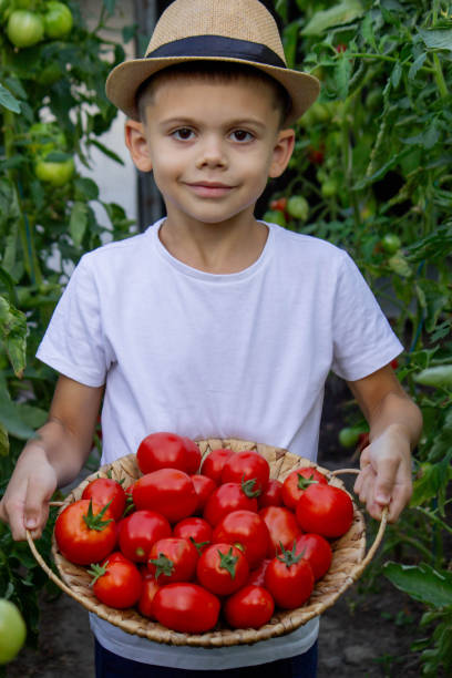 istock boy with tomatoes in the garden, ecological product. Selective focus 2166975265