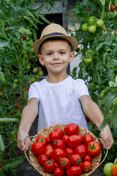 istock boy with tomatoes in the garden, ecological product. Selective focus 2166975267