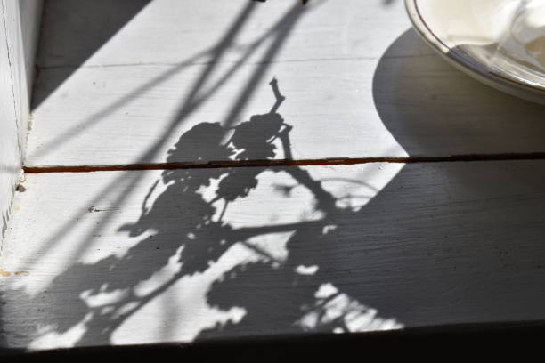 istock Shadows from cones of alder tree. 2166975582