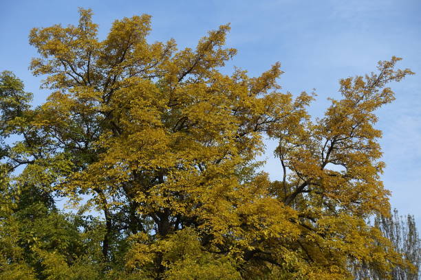 istock Crown of mulberry tree against blue sky in mid October 2166976128