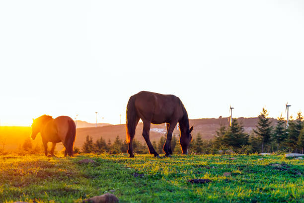 horses on the grassland, very beautiful