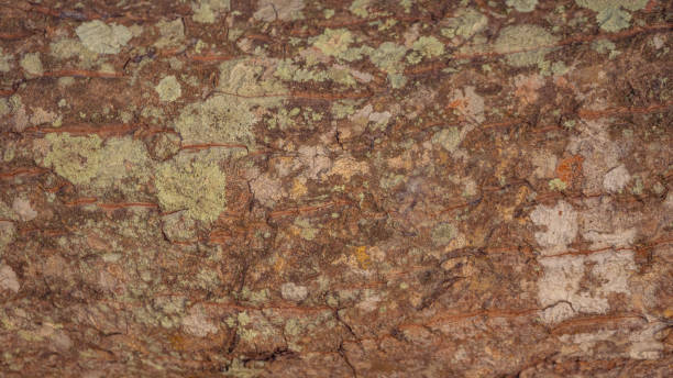 istock Close-up of Tree Bark Texture 2166976565