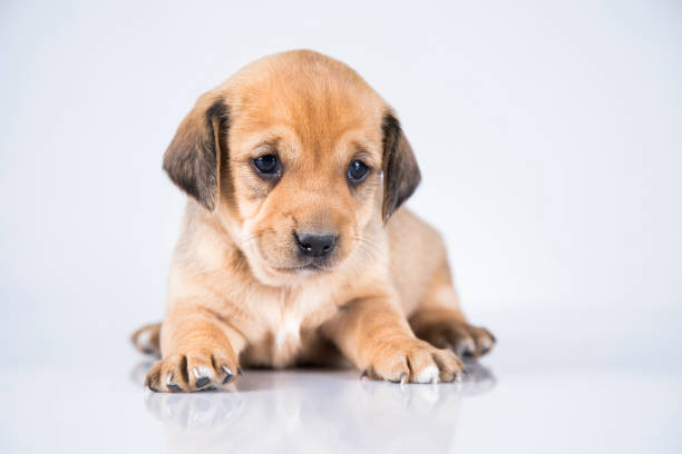 Portrait of the puppy dog
