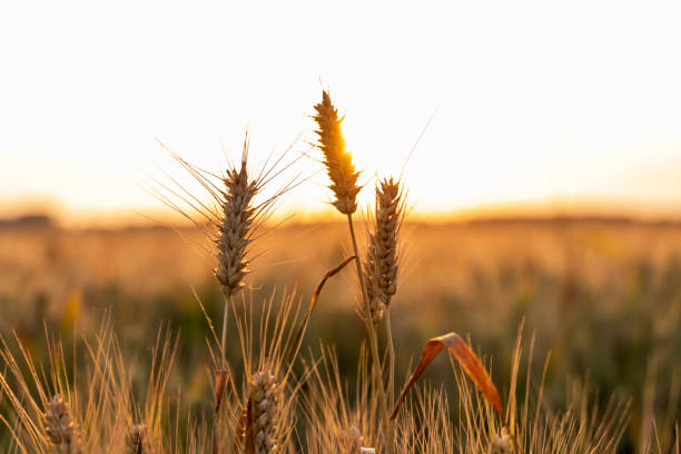 istock Ripe wheat fields in the evening，The wheat is ripe. 2166977117