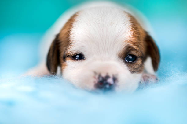 puppy sticking out tongue